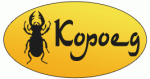 Короед